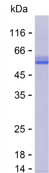Recombinant Human Bcl2 A1 Protein