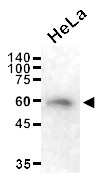 Anti-Beclin-1, clone 4F4-B10-C9