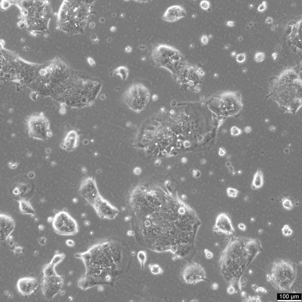 T84 Cells