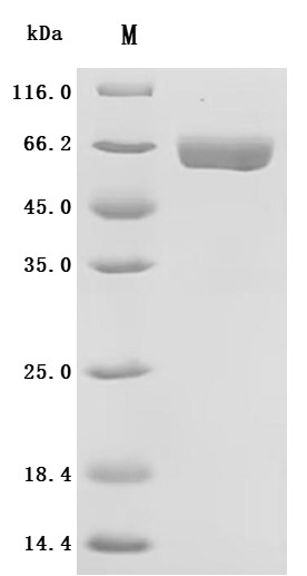 Cocaine esterase (CES2), recombinant human
