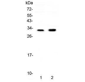 Anti-Connexin 32 / GJB1