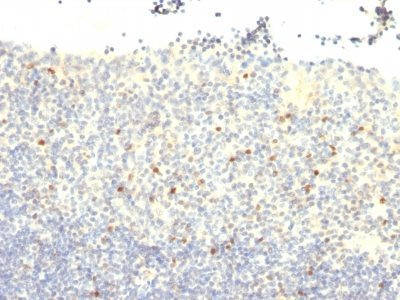 Anti-FOXP3(FXP3/197), CF405S conjugate, 0.1mg/mL