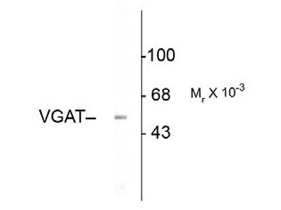 Anti-Vesicular GABA transporter (VGAT)