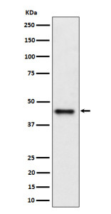 Anti-DAZAP1 / DAZ associated protein 1, clone 29D87
