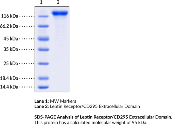 Leptin Receptor/CD295 Extracellular Domain (human, recombinant)