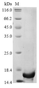 Non-structural protein of 12.7 kDa (5a), Bovine coronavirus, recombinant