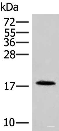 Anti-NHP2