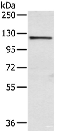 Anti-WWP1