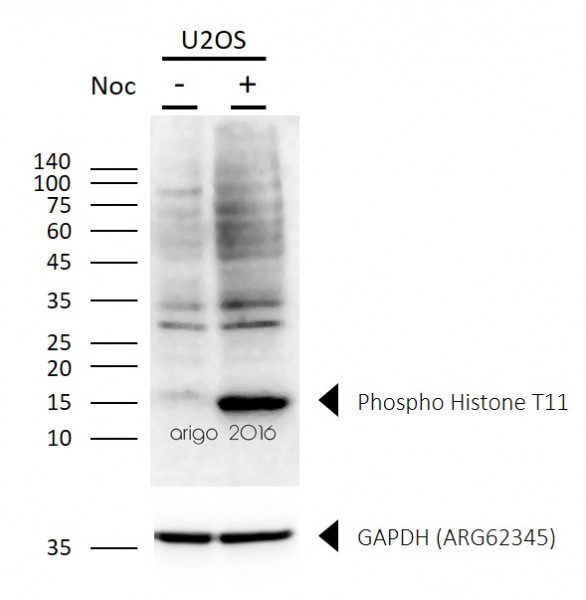 Anti-phospho-Histone H3 (Thr11)