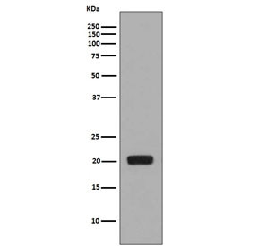 Anti-Macrophage Colony Stimulating Factor 1 / CSF1, clone CGI-3