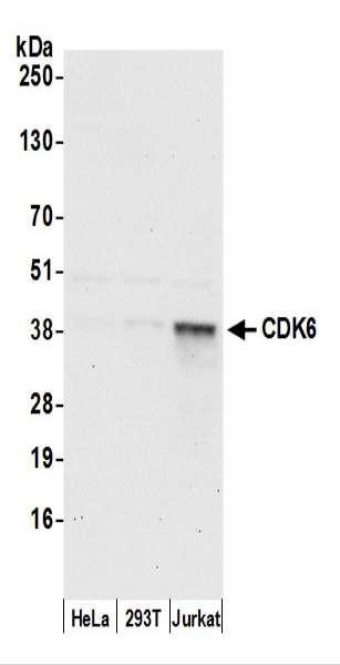 Anti-CDK6