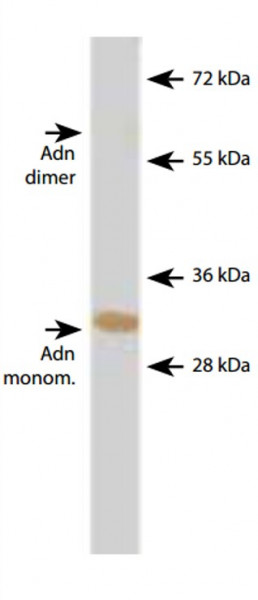 Anti-Adiponectin, clone Adn63