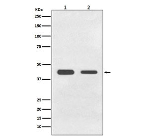 Anti-GDF11 / BMP11, clone AOAG-7