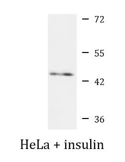 Anti-phospho-PRAS40 (Thr246)