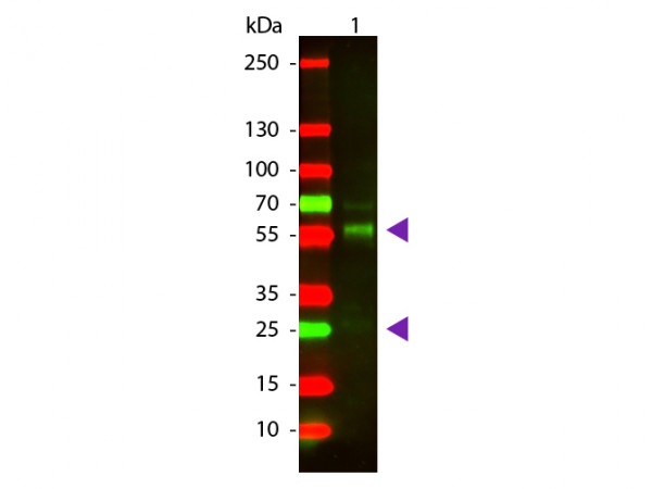 Anti-Bovine IgG (H&amp;L) [Goat] Texas Red conjugated