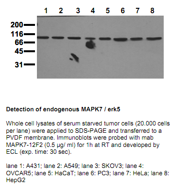 Anti-MAP Kinase 7(erk5), clone 12F2