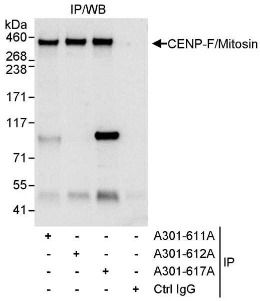 Anti-CENP-F/Mitosin