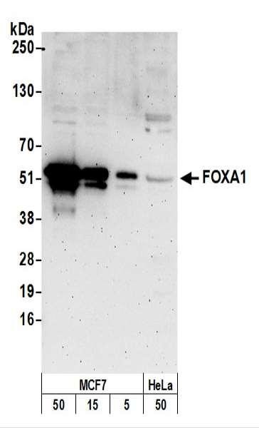 Anti-FOXA1/HNF3A