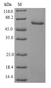 Ubiquitin-conjugating enzyme E2 S (UBE2S), human, recombinant