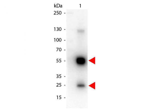 Anti-Rat IgG (H&amp;L) [Goat] Peroxidase conjugated