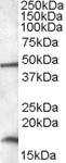 Anti-RBM3, C-terminal