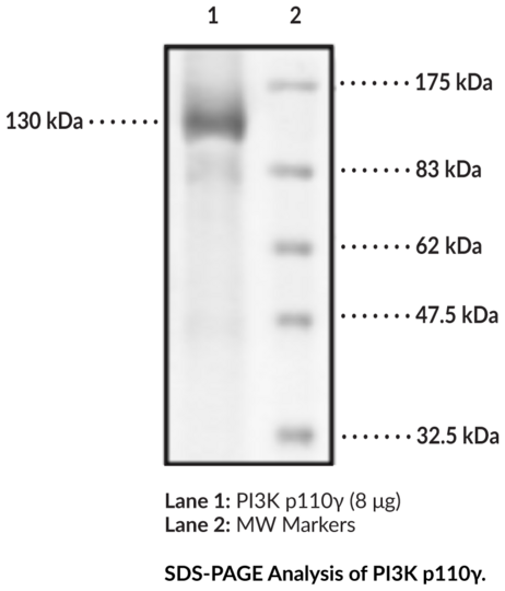 PI3K p110gamma (human, recombinant)