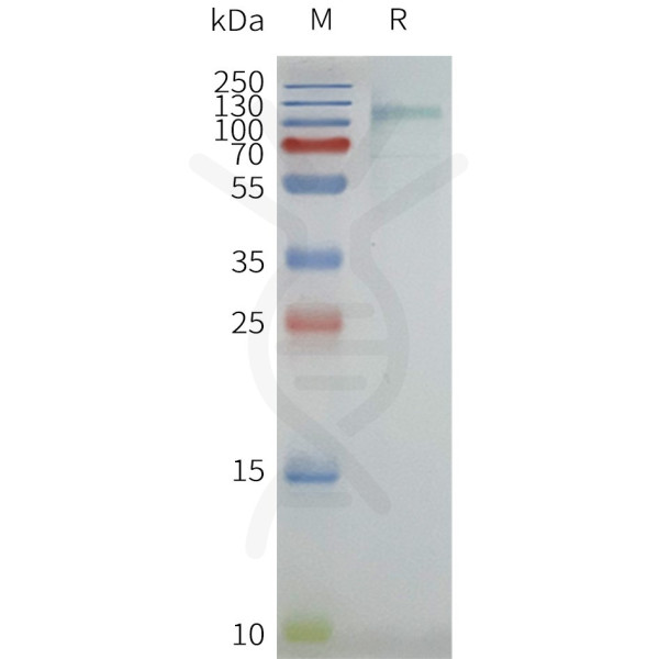 Human MBP-GPR75 full length protein-synthetic nanodisc