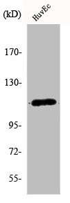 Anti-KCNH1