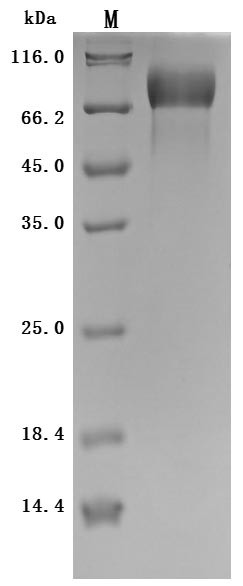 Microtubule-associated protein tau (MAPT) (Active), Macaca mulatta, recombinant
