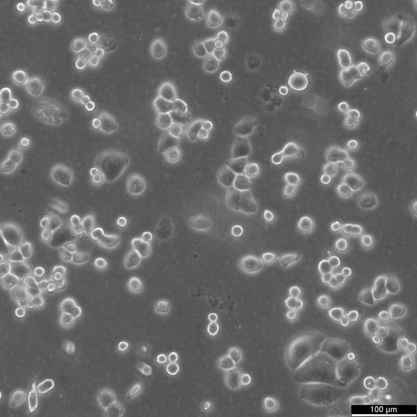 AU565 Cells