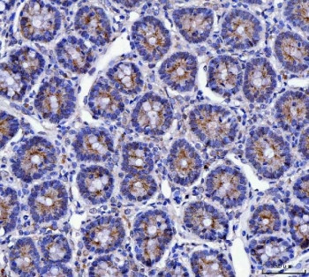 Anti-MUC5AC / Mucin-5AC