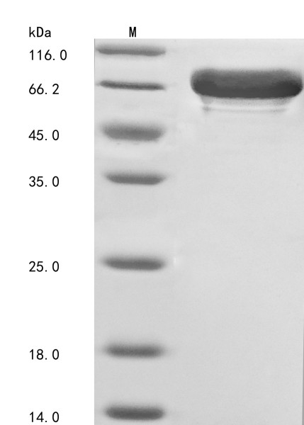 Cryptochrome-1 (CRY1), human, recombinant