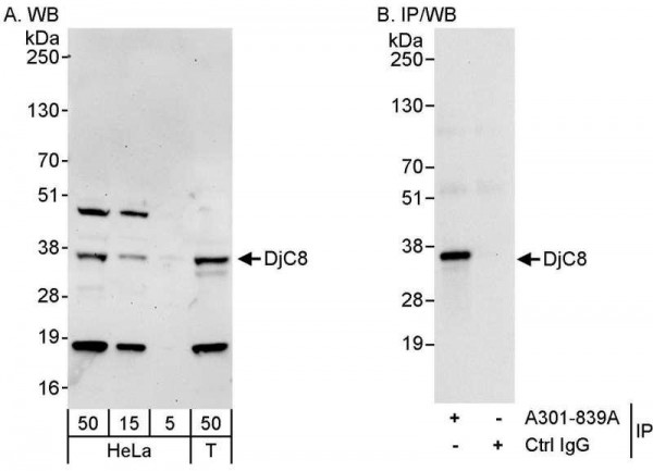 Anti-DjC8