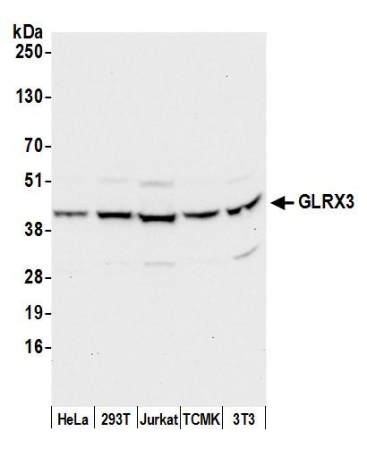 Anti-GLRX3/PICOT/TXNL2