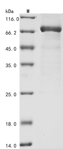 Nuclear receptor subfamily 4 group A member 1 (NR4A1), human, recombinant