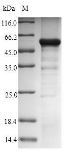 Guanine nucleotide-binding protein G (z) subunit alpha (GNAZ), human, recombinant