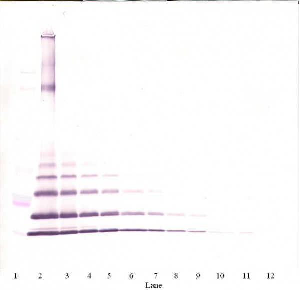 Anti-CCL8 / MCP2 (Biotin)