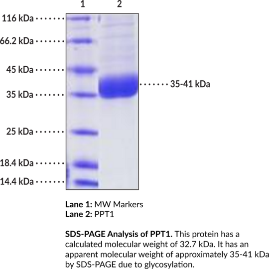 PPT1 (human, recombinant)