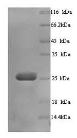 Butyrophilin subfamily 3 member A3 (BTN3A3), partial, human, recombinant