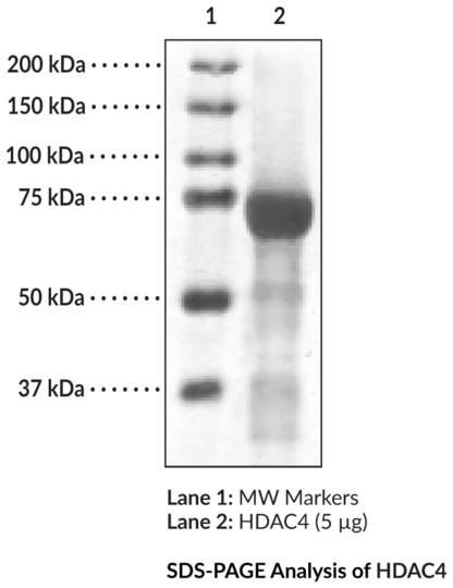 HDAC4 (human, recombinant)