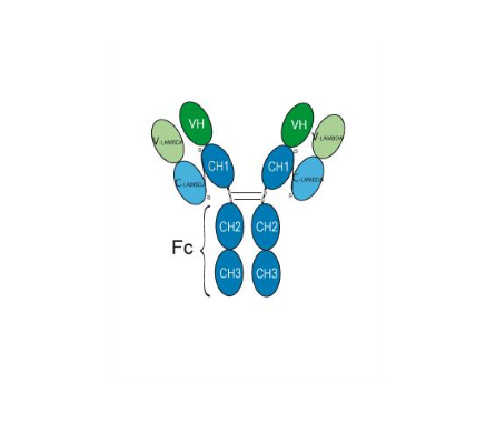 Narsoplimab (Anti-MASP2 Antibody)
