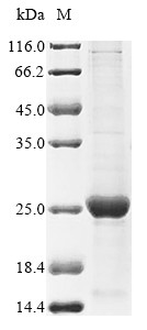 Hemoglobin subunit gamma-2 (HBG2), human, recombinant