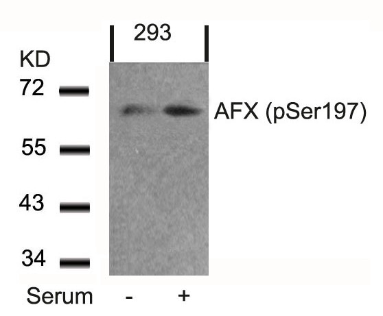 Anti-phospho-FOXO4 (Ser197)