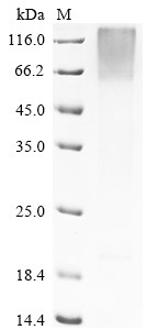 Pregnancy-associated glycoprotein 1, bovine, recombinant