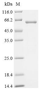Neurotrimin (Ntm), recombinant mouse
