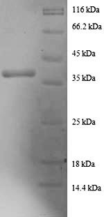 Death-associated protein 1 (DAP), human, recombinant