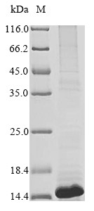 Interleukin-8 (CXCL8), partial, human, recombinant