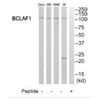 Anti-BCLAF1
