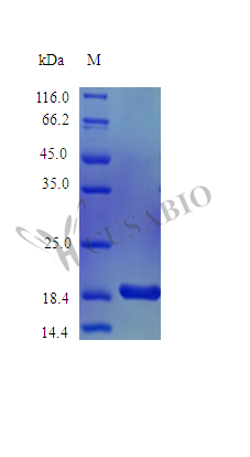Kit ligand protein (Kitlg), partial (Active), mouse, recombinant