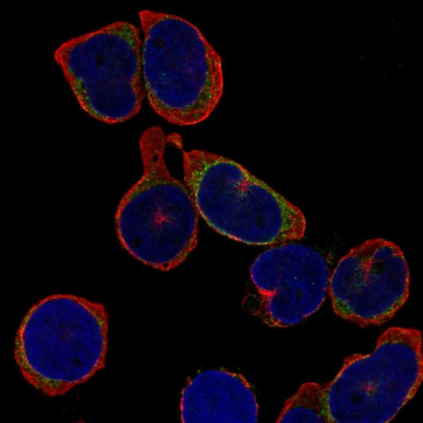 Anti-IGLL1